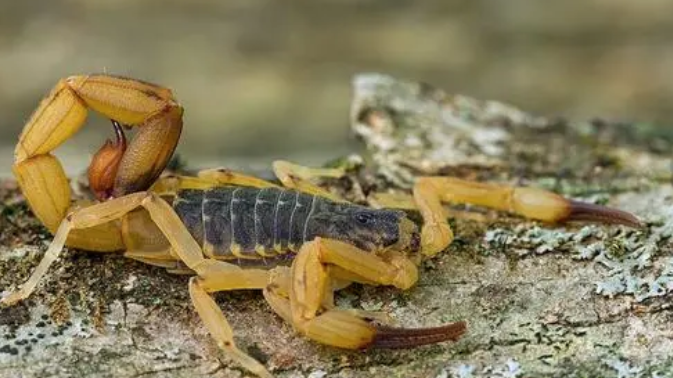 世界上最毒的蝎子是什么蝎 世界上最毒的蝎子前十名