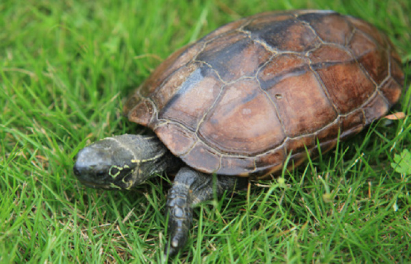 十大最好养的乌龟排行榜:巴西龟没有天敌