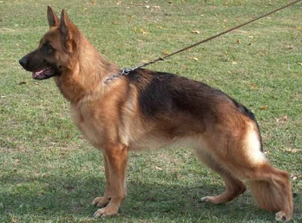 中国十大警犬品种排行榜：德牧是最适合军犬的品种