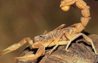 十大最毒的蝎子 全球十大毒蝎排行榜