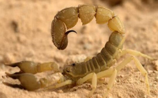 十大最毒的蝎子 全球十大毒蝎排行榜
