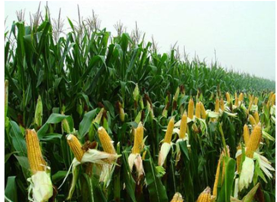 世界五大粮食作物排行榜：玉米的总产量位居世界第一