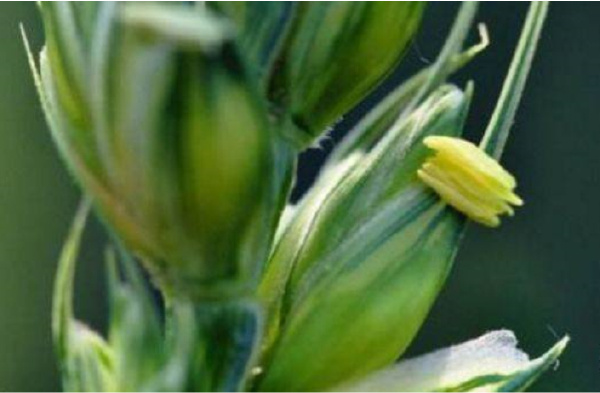 世界五大花期最短的花排行榜：小麦花最短只能绽放五分钟
