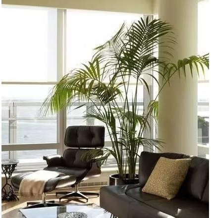 最适合在办公室养的大型绿植：办公室种发财树的好处