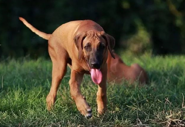 世界十大嗅觉最好的猎犬 嗅觉最好的猎犬品种