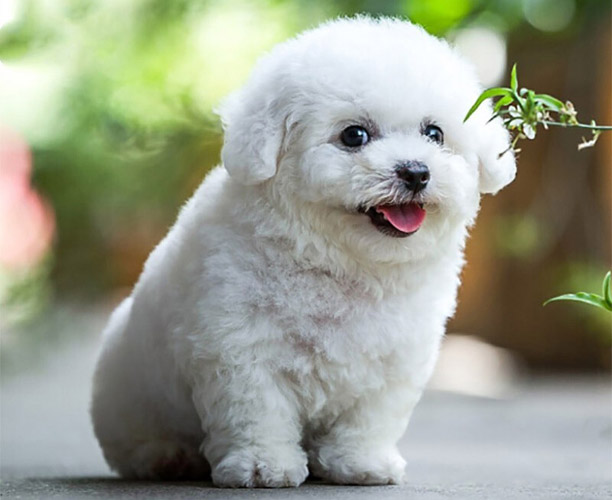 世界上最小的狗排名前十:被称之为“美国绅士”的波士顿梗犬