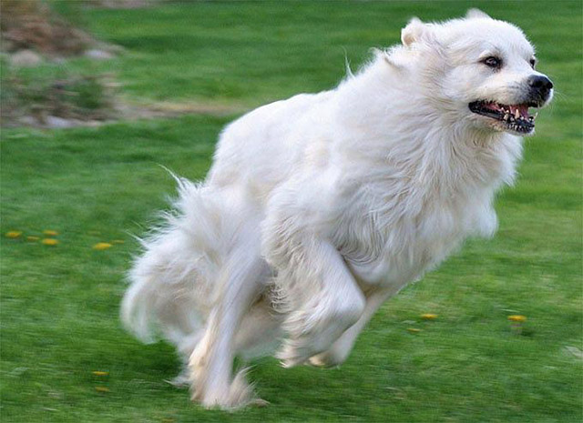 世界上最大的狗排名:马士提犬也是最古老的犬种之一