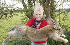 世界上最大的兔子有多大