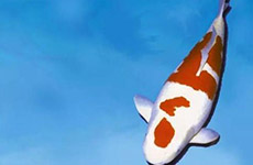 世界上最贵的观赏鱼排名:锦鲤楼兰鱼中贵族