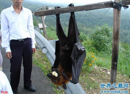 世界上最大的蝙蝠排行榜揭秘哪种蝙蝠称霸