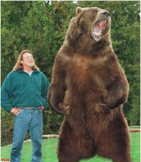 探索世界上体型最大的熊排名揭晓震撼你的视觉