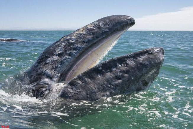 震撼世界揭秘阔维鲸世界上体积最大的鲸鱼排行榜首