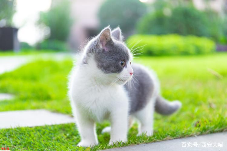 十款最适合新手的猫咪宠物排行榜乐享养宠快乐首选