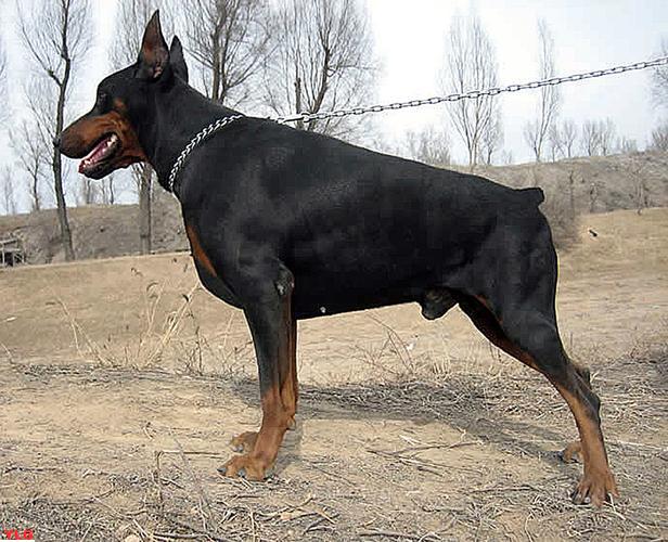 世界十大猛犬排名揭秘最激烈打架能手犬种