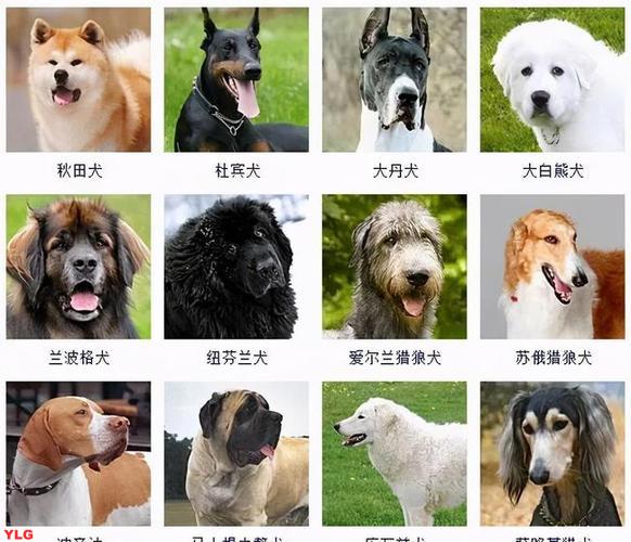 揭秘世界前十名名犬排行榜引领宠物界的犬类巅峰
