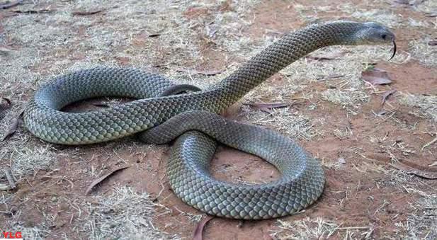 探索世界十大最具威胁的毒蛇发现它们的排行榜