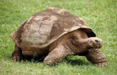 地球上最大的五种乌龟介绍