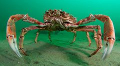 地球上最大的螃蟹排行榜:杀人蟹可以生长到4米