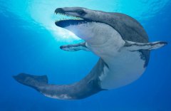 历史上最大的七种远古生物:巨齿鲨到底有多可怕