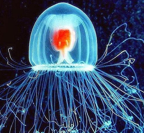 世界上寿命最长的动物排名：灯塔水母可以循环生长