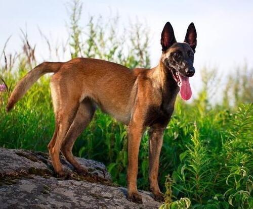十大搜救犬品种排行榜 世界最出名的搜救犬排名