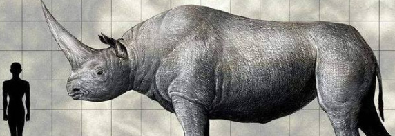世界上最大的哺乳动物：巨犀体重最多可达15吨！