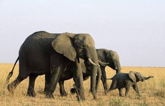 世界上最大的哺乳动物：巨犀体重最多可达15吨！