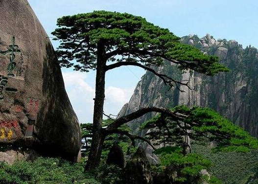 中国十大名树排行榜 中国最珍贵的树木排名