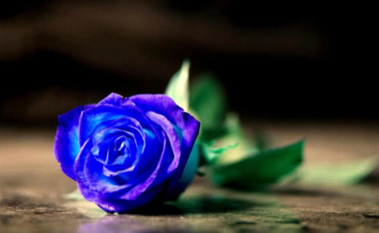 世界上最美丽的花排名：玫瑰是公认的最好看的花