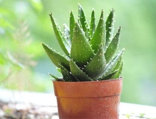 十大吸甲醛植物排行榜 适合家中摆放的净化空气盆栽