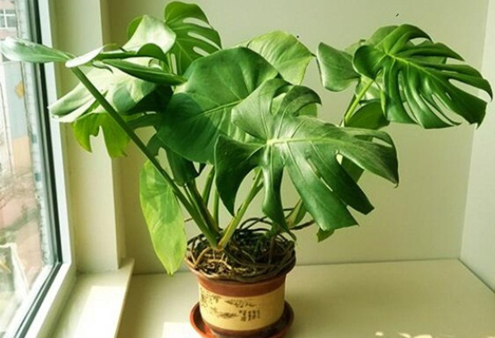十大吸甲醛植物排行榜 适合家中摆放的净化空气盆栽