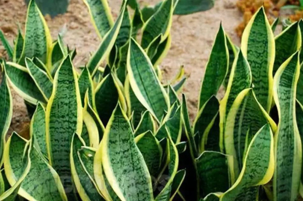 世界十大奇特植物排行榜：触碰含羞草叶片就会闭合