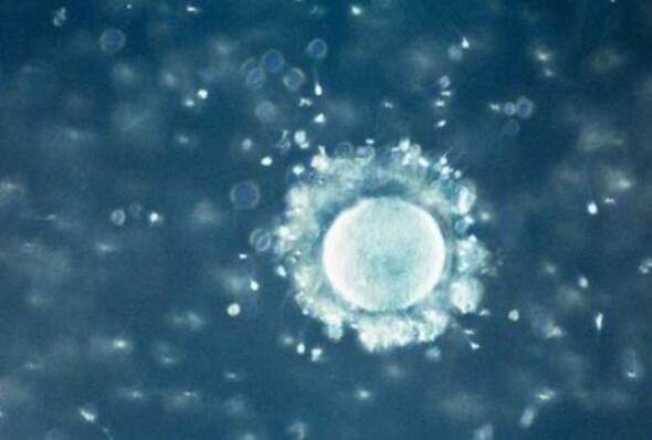 人体最大的细胞：卵细胞肉眼可见