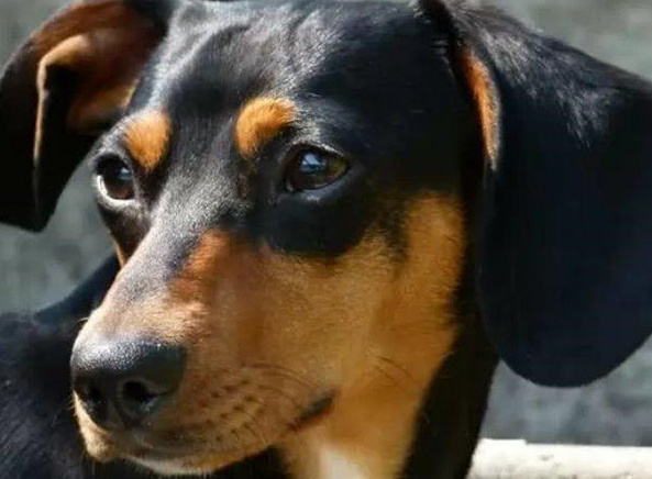 世界十大嗅觉最好的猎犬 嗅觉最好的猎犬品种 