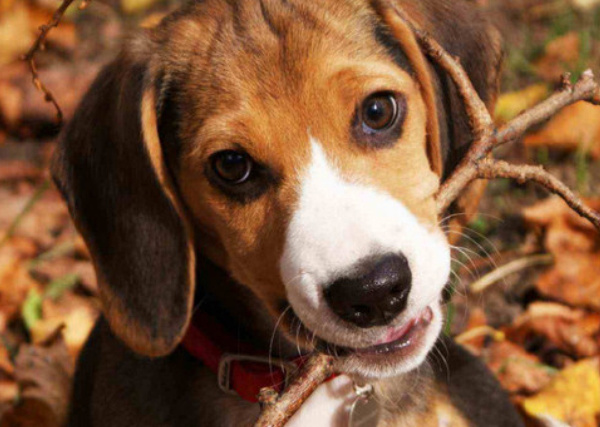 世界十大嗅觉最好的猎犬 嗅觉最好的猎犬品种 