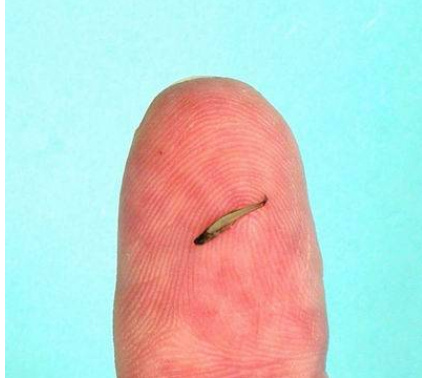 世界上最小的鱼：胖婴鱼体长只有7毫米