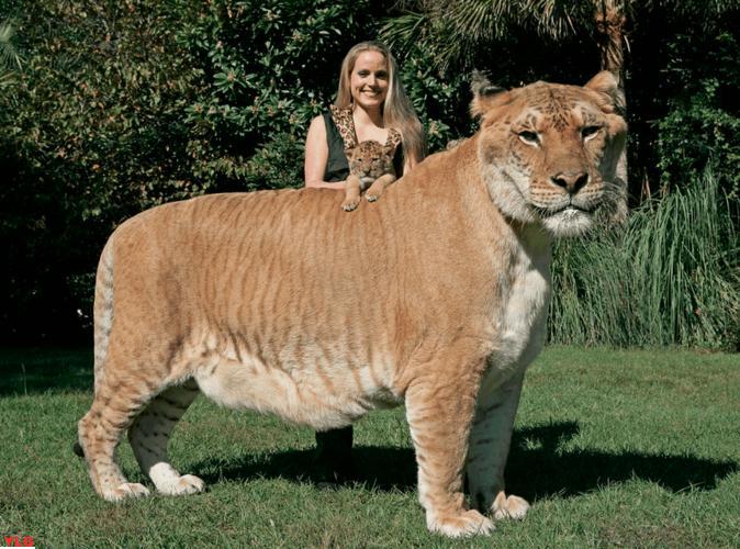 巨无霸揭秘体型最大的猫科动物排行榜让你惊叹不已