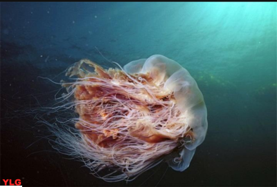揭秘世界最大的水母排行榜探索海洋中巨大水母的神秘世界