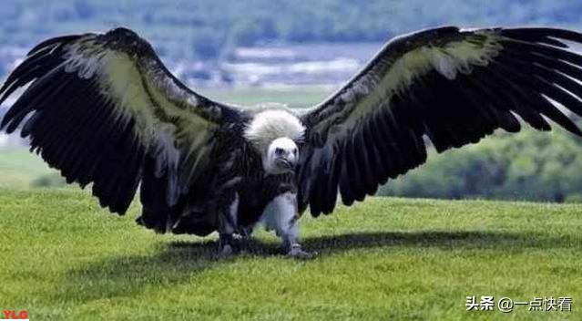 翱翔天际最大的鸟排行榜揭晓70个神奇物种争夺鸟界之巅
