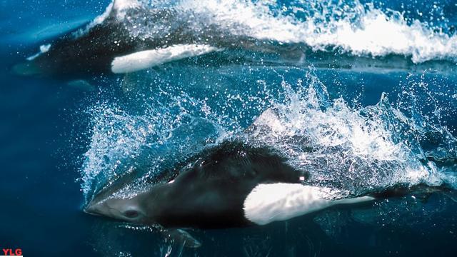 探秘海洋宇宙揭秘游动速度最快的海洋动物
