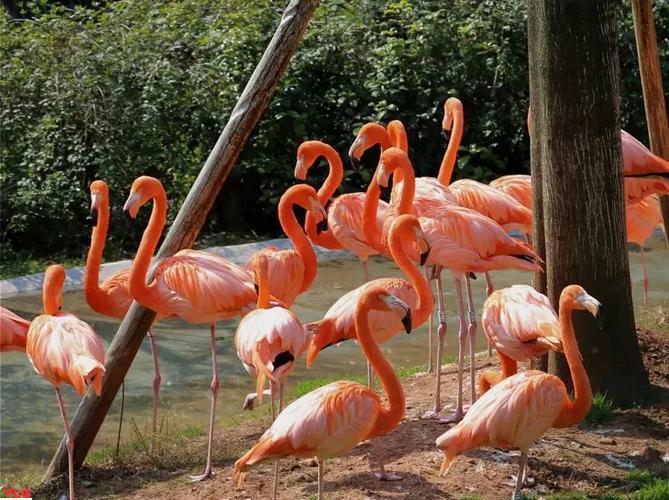 2022年中国十大动物园排行榜揭晓精彩动物展示魅力无限