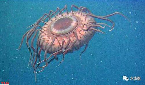揭秘海洋最毒生物这十种神秘生物绝对让你心惊胆战