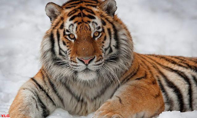 东北虎地球上最壮观的猫科动物之一