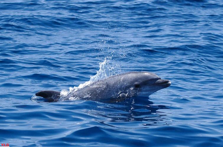 海豚地球上最聪明的动物