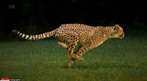 揭秘陆上奔跑速度最快的动物——猎豹的惊人速度