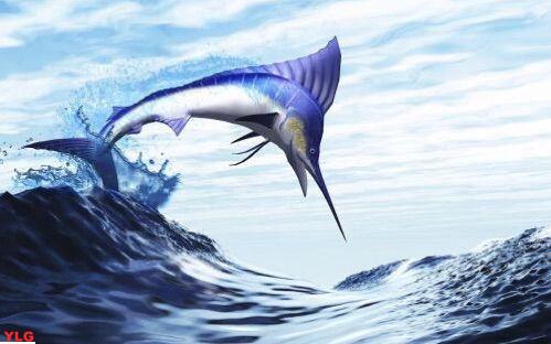 旗鱼海洋动物之王的超速航行壮举