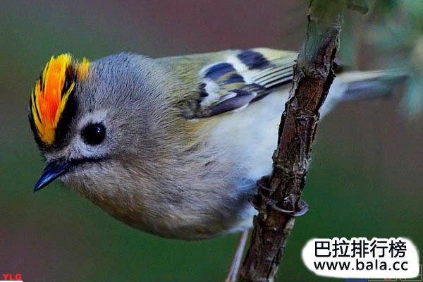 世界最小的鸟类排行榜探寻鸟类界的娇小之王们