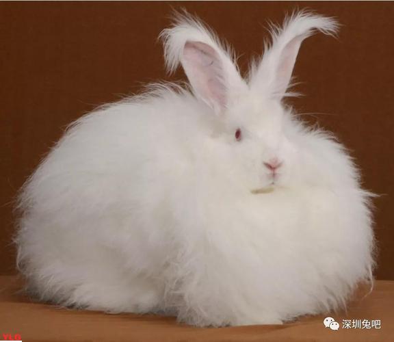 盘点十大宠物兔品种排名了解兔子的风采与魅力