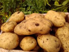 土豆的做法有哪些简单又好吃 盘点土豆做法花样大全排行榜